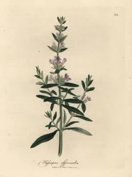 Purpurblühender Ysop, Hyssopus officinalis