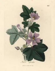 Purpurblühende Malve, Malva sylvestris