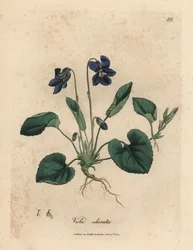 Purpurblühendes Duftveilchen, Viola odorata