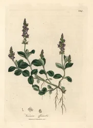 Lila blühender Ehrenpreis, Veronica officinalis
