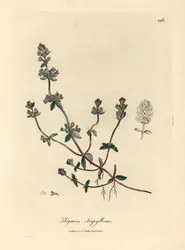 Lila blühender wilder Thymian, Thymus serpyllum