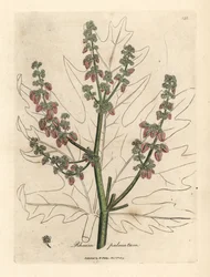 Rhabarberblüten und -stängel, Blattumriss, Rheum palmatum
