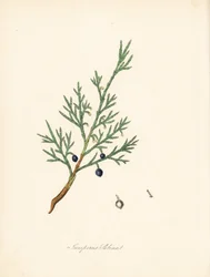 Sabine Wacholder - Gemeiner Sadebaum oder Wacholder Sadebaum, Juniperus sabina. Aus einer Illustration von James Sowerby aus William Woodville und Sir William Jackson Hooker