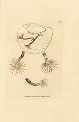 Sandwurm mit purpurroten Fühlern, Amphitrite rosea. Handkolorierter Kupferstich von James Sowerby aus The British Miscellany, or Coloured figures of new, rare, or little known animal subjects