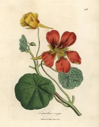 Scharlachrote und gelbe Blüten der Großen Kapuzinerkresse, Tropaeolum majus