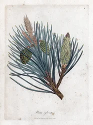 Schottische Kiefer - Schottische Fichte oder Schottische Kiefer, Pinus sylvestris. Handkolorierte Kupferstichgravur aus einer botanischen Illustration von James Sowerby aus William Woodville und Sir William Jackson Hooker
