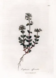 Kurzsichtgras - Gemeine Augentrost, Euphrasia officinalis. Handkolorierte Kupferstichgravur von James Sowerby aus William Woodville und Sir William Jackson Hooker