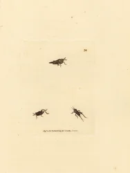 Schlanker Grashüpfer, Tetrix subulata (AWL-förmiges Acrydium, Acrydium subulatum). Handkolorierter Kupferstich von James Sowerby aus The British Miscellany, oder Coloured figures of new, rare, or little known animal subjects.