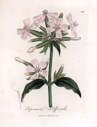 Seifenkraut, Saponaria officinalis. Handkolorierte Kupferstich-Illustration von James Sowerby aus William Woodville und Sir William Jackson Hookers „Medical Botany“, John Bohn, London