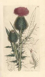 Lanzett-Kratzdistel, Cirsium vulgare. Handkolorierter Kupferstich nach einer Illustration von James Sowerby aus James Smiths English Botany, London