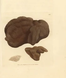 Schwamm, Spongionella pulchella (Spongia pulchella). Handkolorierter Kupferstich von James Sowerby aus The British Miscellany, oder Coloured figures of new, rare, or little known animal subjects.