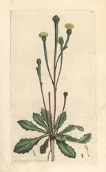 Zwerg-Lattich, Arnoseris minima. Handkolorierter Kupferstich nach einer Illustration von James Sowerby aus James Smith