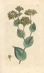Rundblättriges Hasenohr, Bupleurum rotundifolium. Handkolorierte Kupferstichgravur nach einer Illustration von James Sowerby aus James Smith