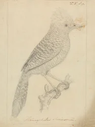 Hauben-Ameisenwürger