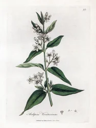 Schwalbenwurz, Asclepias vincetoxicum
