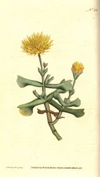 Varietät der Feigenkaktus - Hackblattige Feigenmarigold, Mesembryanthemum dolabriforme. Handkolorierte Kupferstichgravur und botanische Illustration von James Sowerby aus William Curtis