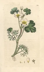 Wasser-Hahnenfuß, Ranunculus aquatilis