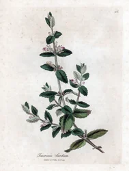 Wasser-Germandree - Wassergamander, Teucrium scordium. Handkolorierte Kupferstich-Illustration von James Sowerby aus William Woodville und Sir William Jackson Hookers „Medical Botany“, John Bohn, London