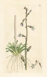 Wasser-Lobelie, Lobelia dortmanna