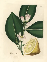 Weiße Blüte und reife Frucht des Zitronenbaums, Citrus medica