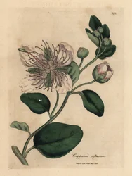 Weißblühender Kapernstrauch, Capparis spinosa
