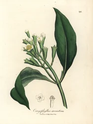 Weißblühender Gewürznelkenbaum, Caryophyllus aromaticus