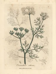 Weißblühender Koriander, Coriandrum sativum