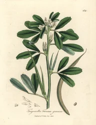 Weiß blühender Bockshornklee mit Samenschote, Trigonella foenum graecum