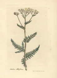 Weißblühende Schafgarbe, Achillea millefolium