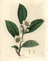Weiße Blüten und grüne Teeblätter, Thea bohea, Camellia sinensis