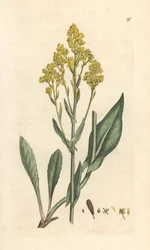 Färberwaid, Isatis tinctoria (Pastell der Färber oder Guede). Handkolorierter Kupferstich nach einer Illustration von James Sowerby aus James Smiths English Botany, London