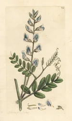 Wald-Wicke, Vicia sylvatica
