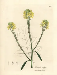 Gelbblühender Schwarzer Senf, Sinapis nigra