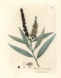 Gelbblühender Cajeputbaum, Melaleuca leucadendron