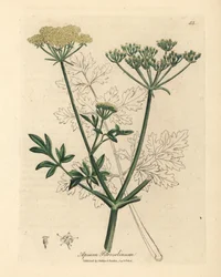 Gelbblühende Petersilie, Apium petroselinum