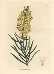 Gelbblühender Löwenmaul, Antirrhinum linaria
