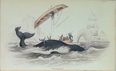 Grönlandwal, Buchillustration graviert von William Home Lizars (1788-1859)