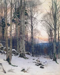Dämmerung, Buchenwälder