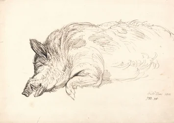 Ein Wildschwein, schlafend oder tot, 1814