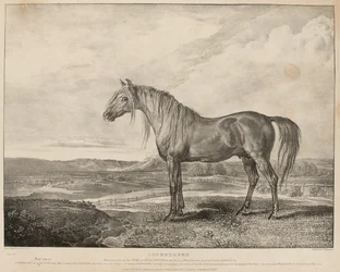 „Copenhagen, das Pferd, das der Herzog von Wellington in der Schlacht bei Waterloo ritt, wurde von General Grosvenor gezüchtet“, ca. 1824