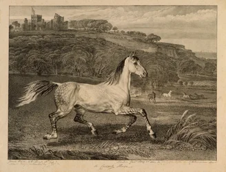 Kosakenpferd, aus Berühmte Pferde, eine Serie von vierzehn Rennbildern, veröffentlicht vom Künstler, 1823-24