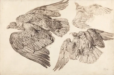 Adler