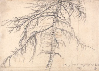 Lärchenbaum