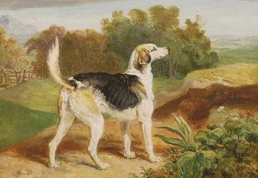 Ravager, einer der Lambton-Hunde