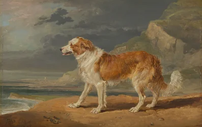 Rauhhaariger Collie
