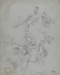 Studie einer Kletterpflanze (Kürbisgewächse)