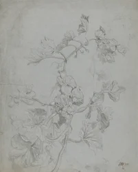 Studie einer Kletterpflanze (Kürbisgewächse)