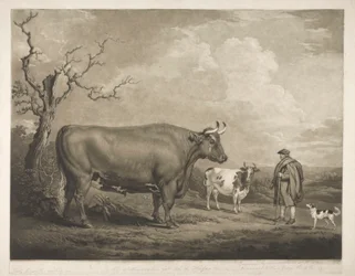 Der Spottiswoode-Ochse