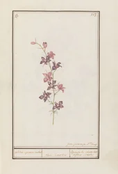 Rittersporn (Consolida)