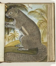 Badjing oder Sirikatje